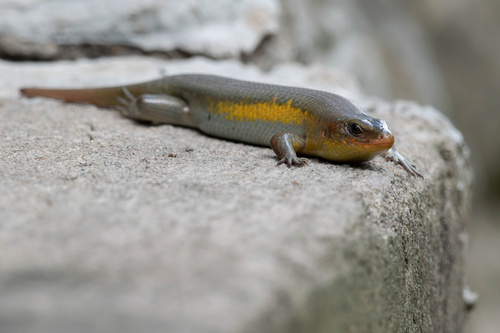 Sun Skink multiligné — 3