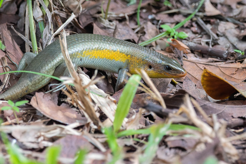 Sun Skink multiligné — 4