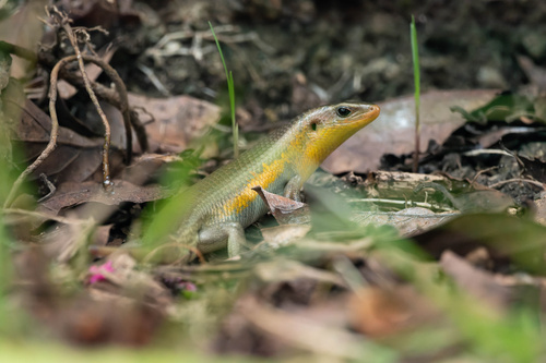 Sun Skink multiligné — 5