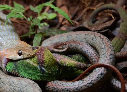 Panther Chameleon — 2