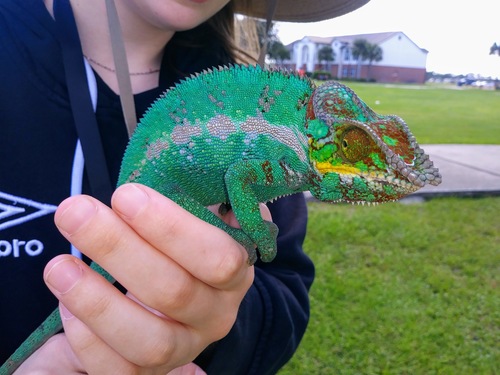 Panther Chameleon — 4