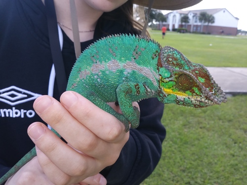Panther Chameleon — 5