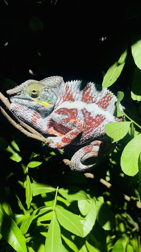 Panther Chameleon — 10