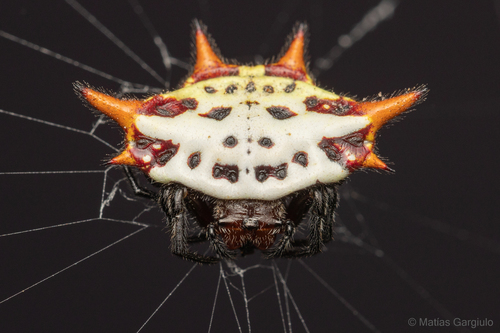 Spiny Orb Weaver — 2