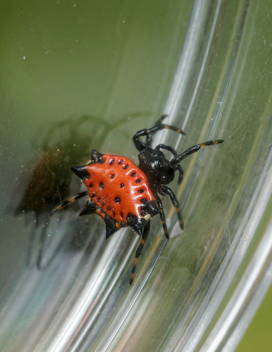 Spiny Orb Weaver — 7