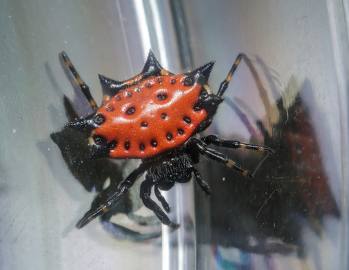 Spiny Orb Weaver — 8
