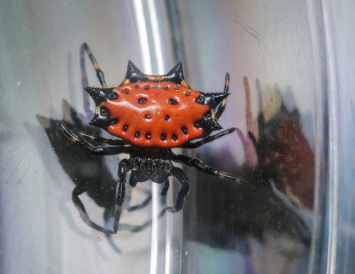 Spiny Orb Weaver — 9