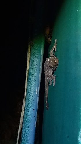 Starry Tokay Gecko — 6
