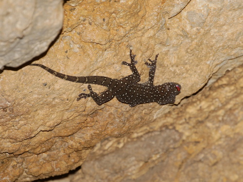 Starry Tokay Gecko — 9