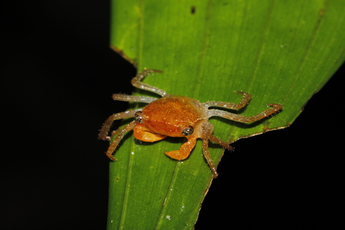 Crabe-vampire de Krathing — 2