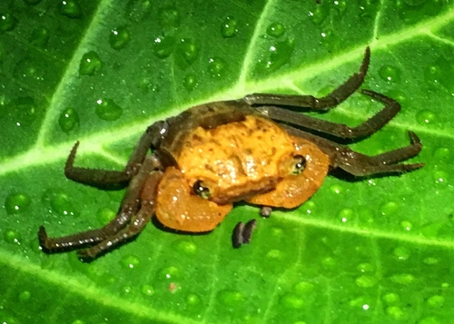 Crabe-vampire de Krathing — 4