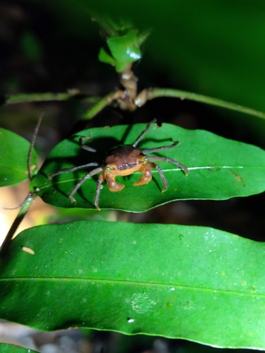 Crabe-vampire de Krathing — 6
