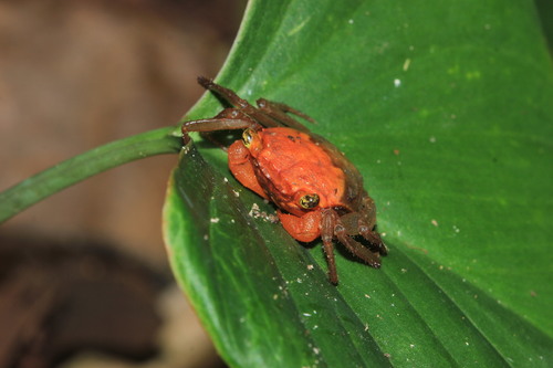 Crabe-vampire de Krathing — 7