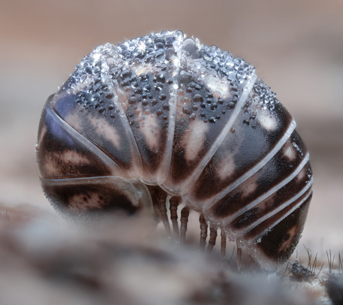 Pill Millipede — 3