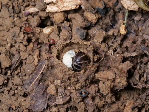 Pill Millipede — 4
