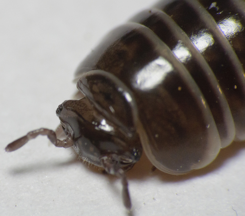 Pill Millipede — 6