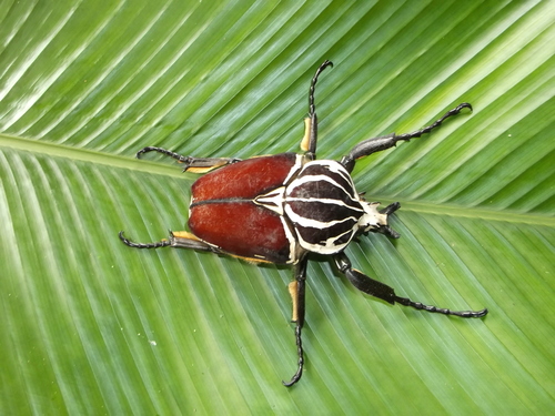 Goliath Beetle — 3