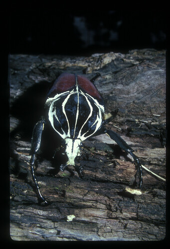 Goliath Beetle — 8