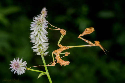 Wandering Violin Mantis India — 3