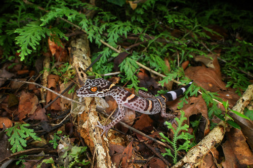 Vietnamese Tiger Gecko — 2
