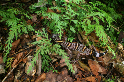 Vietnamese Tiger Gecko — 5