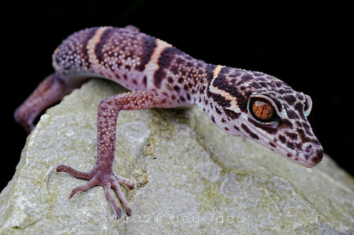 Vietnamese Tiger Gecko — 9