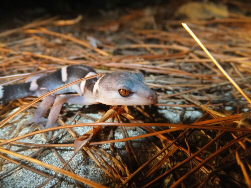 Japanese Cave Gecko — 2