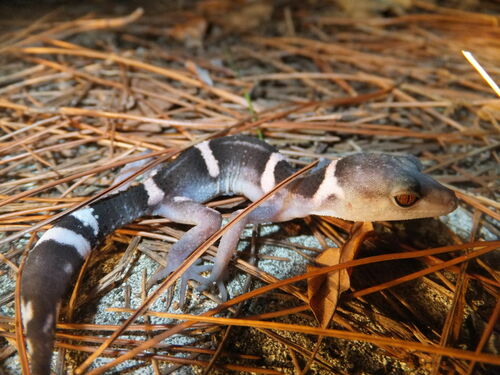 Japanese Cave Gecko — 3