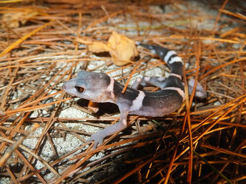 Japanese Cave Gecko — 5