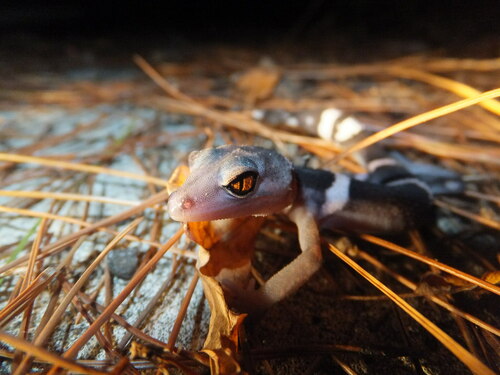 Japanese Cave Gecko — 7