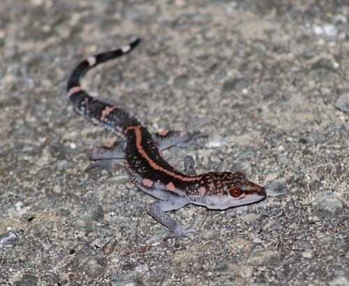 Japanese Cave Gecko — 8