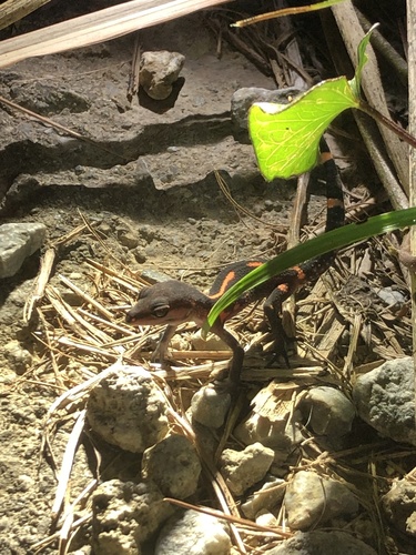 Japanese Cave Gecko — 10