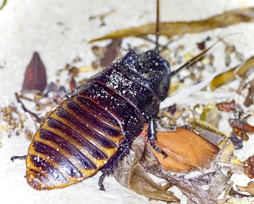 Madagascar Hissing Cockroach — 6