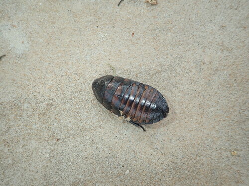Madagascar Hissing Cockroach — 8