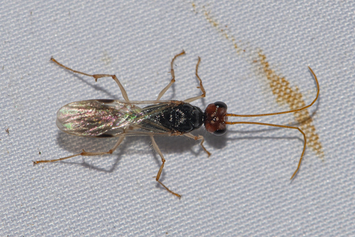 Jumping Ant — 2