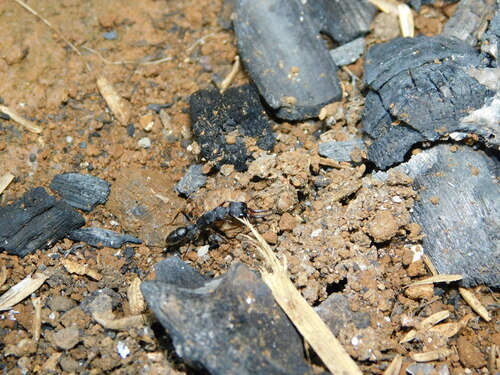 Jumping Ant — 8