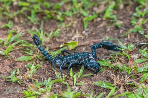 Laotian Giant Scorpion — 3