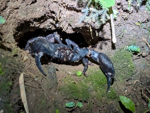 Laotian Giant Scorpion — 4