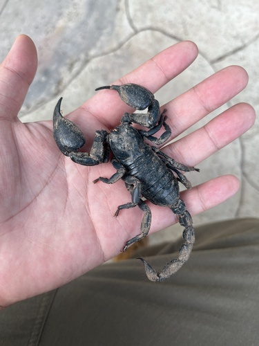 Laotian Giant Scorpion — 5