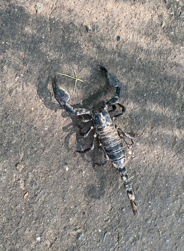 Laotian Giant Scorpion — 6