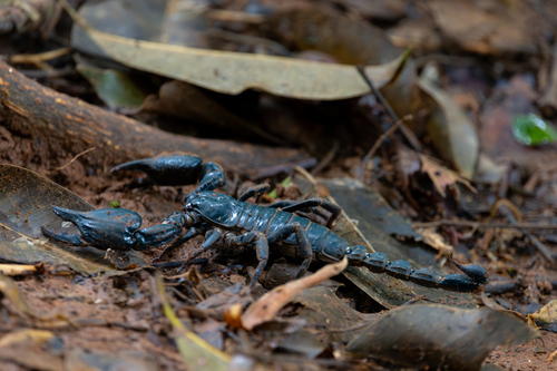 Laotian Giant Scorpion — 8
