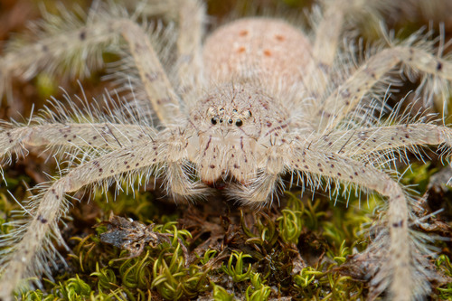 David Bowie Huntsman Spider — 2