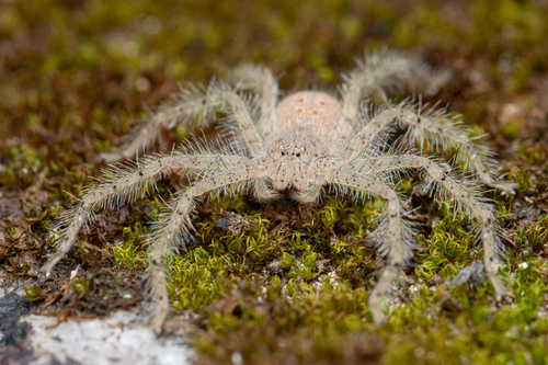 David Bowie Huntsman Spider — 3