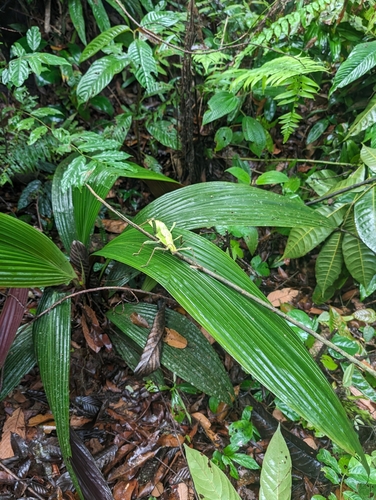Nymphe géante de la jungle — 5