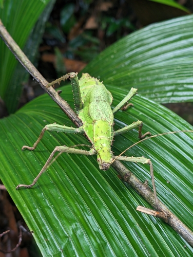 Nymphe géante de la jungle — 6