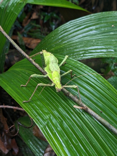 Nymphe géante de la jungle — 7