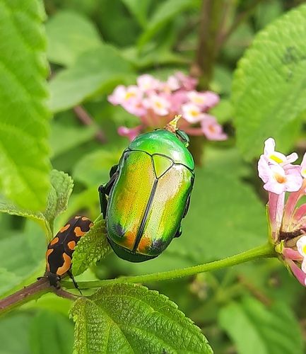 Asian Jewel Beetle — 3
