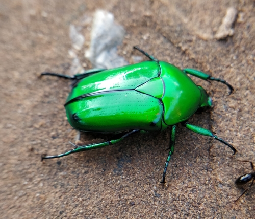 Asian Jewel Beetle — 6