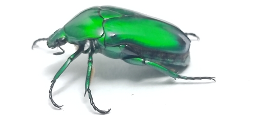 Asian Jewel Beetle — 8