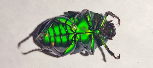 Asian Jewel Beetle — 10